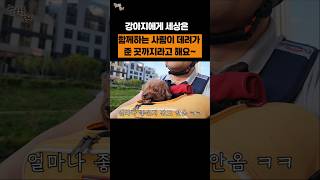 강아지가 얼마나 좋은지 감도 안옴 ㅋㅋㅋㅋ