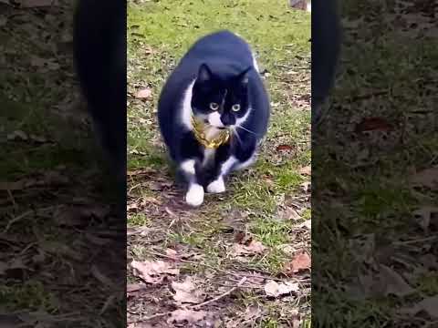 #🤣👻 animal cute reaction #funny #21