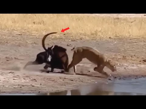SABLE ANTELOPE FIGHTS LIONESS TO SURVIVE