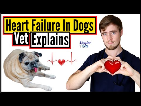 Understanding Congestive Heart Failure in Dogs: Symptoms, Causes, and Treatment