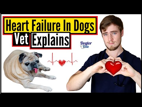 Congestive Heart Failure in Dogs | Everything You NEED To Know | Veterinarian Explains | Dogtor Pete