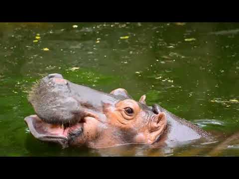 HIPPOS AT KAZINGA CHANNEL OF QUEEN ELIZABETH NATIONAL PARK