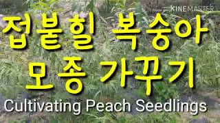 봄에 접목할 복숭아 모종 키우기 Peach seedlings to be grafted in spring