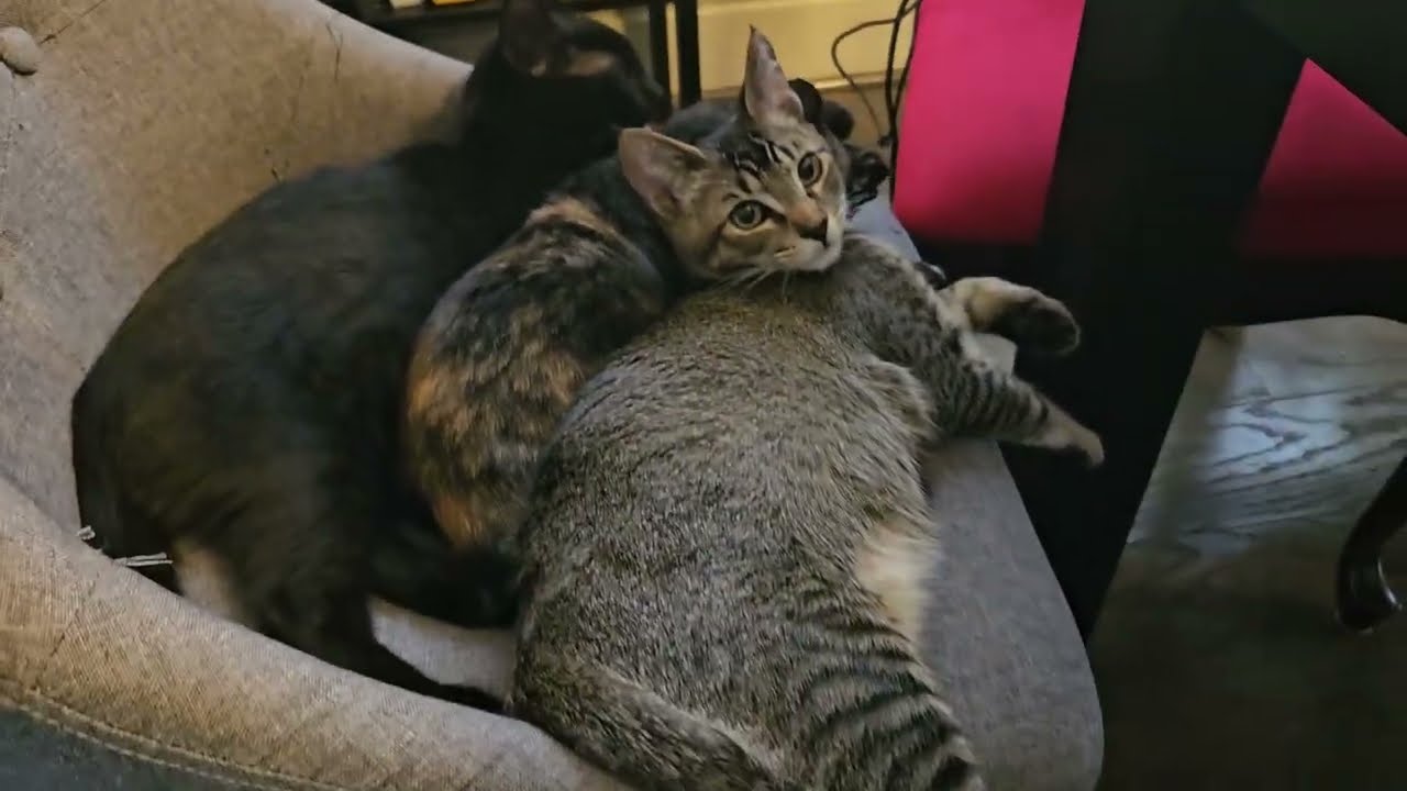 Enlarge Waylon, a Adoptable Domestic Short Hair in Portland, OR video 5/6