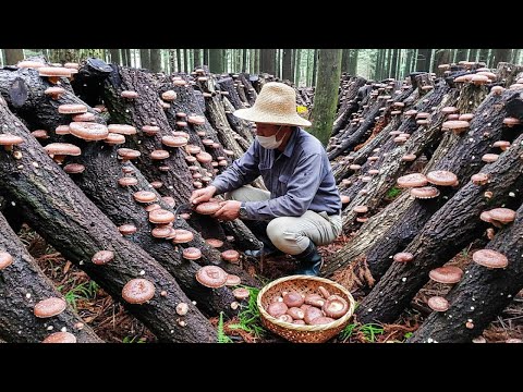 How the Japanese Raise Millions of Giant Shiitake Mushrooms in The Forest