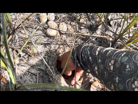 UM DESAFIO PRA CHEGAR NO NINHO DAS IRAPUCA NA AMAZÔNIA (RIO JURUBAXI AMAZONAS) 