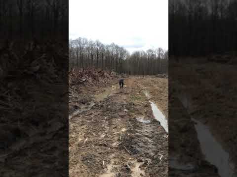 Plantation de Douglas Jorge Morgado Naudet