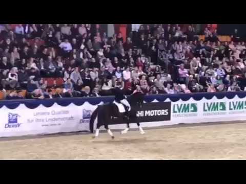 Don Martillo K+K Hengstschau Münster 2018