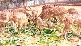 preview picture of video 'deer inside the zoo.'