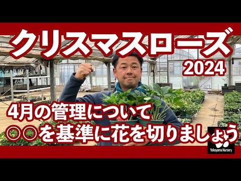 ヘレボルスのメンテナンス: この崇高な花の世話をするにはどうすればよいですか?  庭園