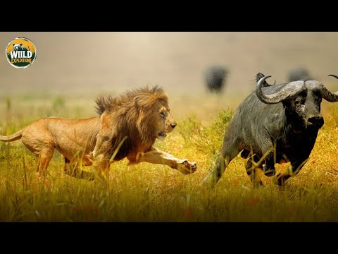 WILD ANIMALS AFRICA – PREDATORS BECOME PREY IN THE SAVANNA