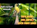 Masteran Sirtu Terbaik Dengan Full Variasi Mewah