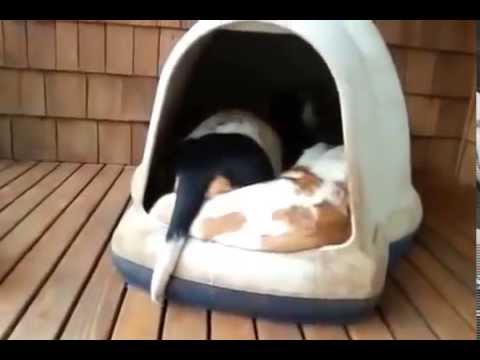 How many dogs live in this dog house
