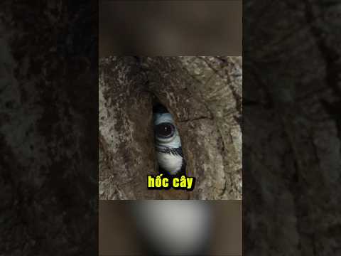 Vì sao con chim này tự nguyện nhốt mình vào một hốc cây?