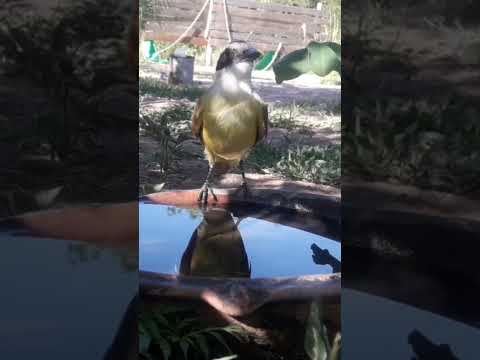 Birdday 230 Benteveo 1501 2025