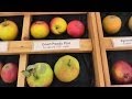 Heritage Apple Varieties 