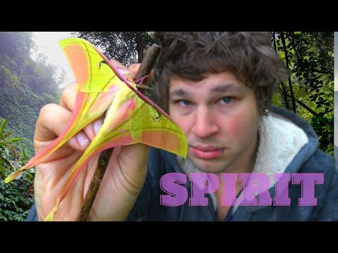 Pink Spirit Moth (rare species!) Actias rhodopneuma - MothCycles