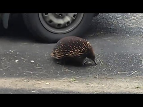 Echidna looking for a feed Video