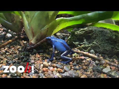 Warum werden Baumsteigerfrösche auch Pfeilgiftfrösche genannt?