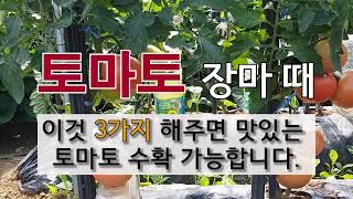 토마토 장마 때 이것 3가지 해주면 맛있는 토마토 수확 가능합니다. #주말농장  #텃밭에 토마토 가꾸기 # …