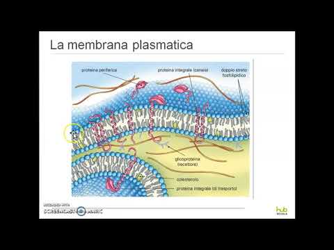 Cellule caratteristiche generali. Cellule Procariotiche