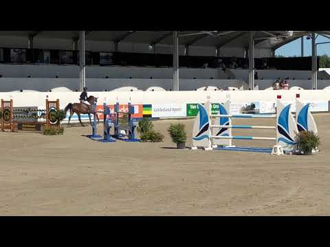 Sheraton x Sandro Boy junior, mare, 2018