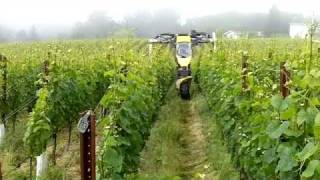 In the Vineyard - Organic Weed Control