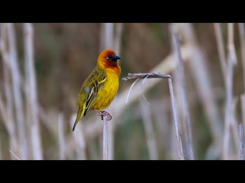 Birding South Africa Part 4: the Wakkerstroom area Oct 10-12