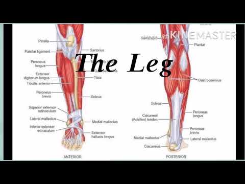 Anatomy / practical lab 13 / muscle of the leg / DR.SAMER