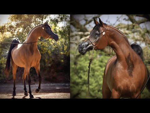 💥 RFI SOPHIE AL MAKTUB EMBRYO RIGHT 💥⁣ Once in a Lifetime Auction organized by Royal Arabians, 2022