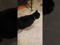 Cats Are Hungry Tux And Jedi Episode 3