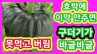 이약 안주면 단호박속에  구더기가 바글바글 구데기,미니밤단호박 호박살충제 나방약 호박따는시기 호박농사,키우기…