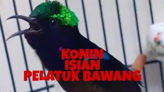 Download lagu KOLIBRI NINJA (KONIN) ISIAN PELATUK BAWANG mp3