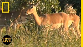 Safari Live - Day 142 | National Geographic Safari Live - Day 142 | National Geographic