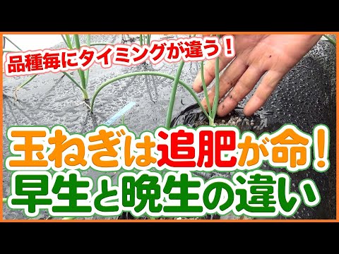 なぜタマネギにエプソムソルトを施肥するのか、その方法