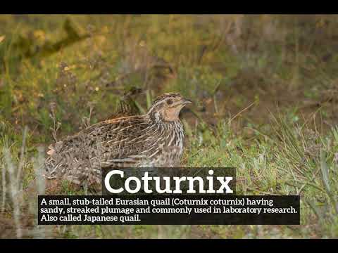 What is Coturnix? | How to Say Coturnix in English? | How Does Coturnix Look?