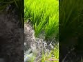 Vayal Veli Green Nature Love