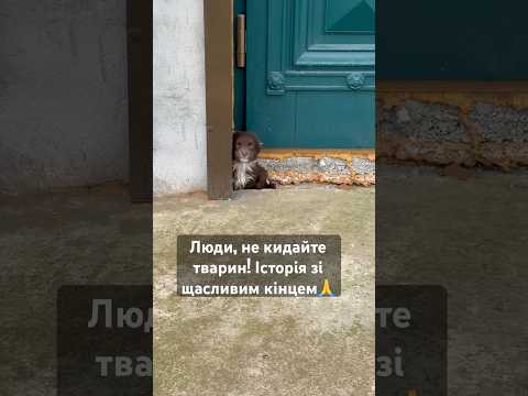 Зворушлива історія з Чернівців. Біля храму знайшли маленьке цуценя Місцева мешканка врятувала малечу