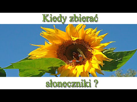 Ogrodowe pierdamony 78 - kiedy zbierać słoneczniki?