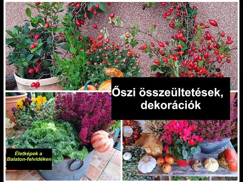 Őszi összeültetések, dekorációk