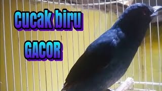 Download lagu CUCAK BIRU GACOR mp3 Download lagu CUCAK BIRU GACOR mp3