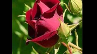 Lara Fabian Ici texte