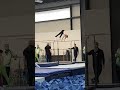 Men’s gymnastics level 8 parallel bars