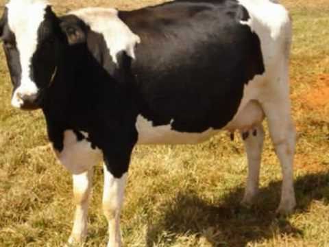 Vaca Estrela e boi fubá video