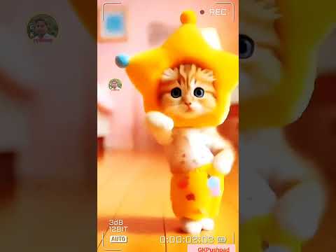 Cute cat dance #cute #cat #funny  #animals #dance #shorts  #gkpushpad #trending #viralvideo