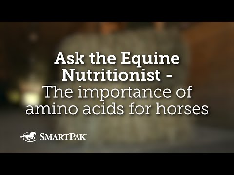 Ask the Equine Nutritionist - The importance of amino acids for horses