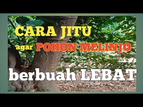 cara membuat pohon melinjo berbuah lebat