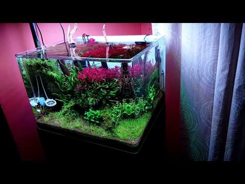 050l - Scaper's tank - PKS_26