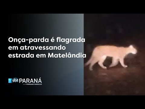 Onça-parda é flagrada  em atravessando estrada em Matelândia  - SBT Paraná - 29/05/2025