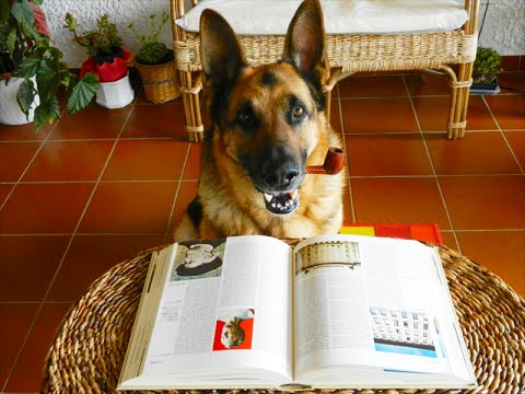 Coda di Lupo Educazione Cinofila